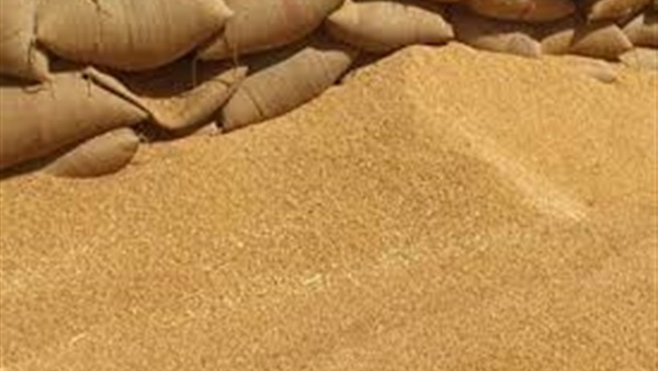 توريد 209 ألف و806 طن قمح للشون والصوامع بالقليوبية