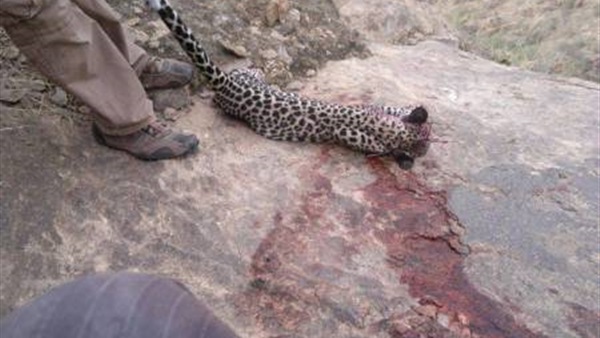 اتهام 3 رهبان بوذيين فى تايلاند بقتل نمور للاتجار بأجزائها