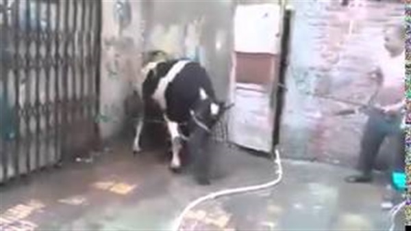 بالفيديو.. عجل هائج ينتقم من جزار حاول ذبحه