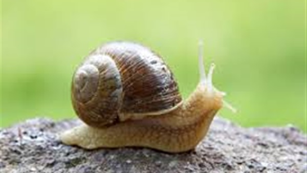 الحلزون يقدم خدمة جليلة لمطوري الروبوتات