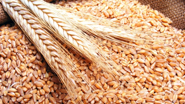 تموين القليوبية: توريد 227 ألف طن قمح