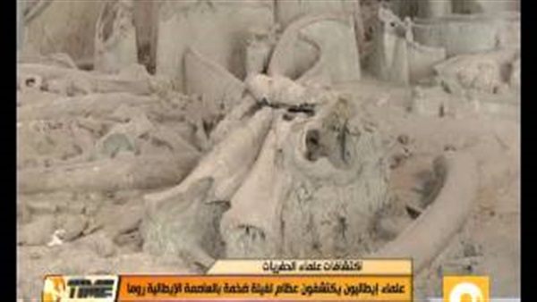 بالفيديو..اكتشاف عظام لفيلة ضخمة بروما