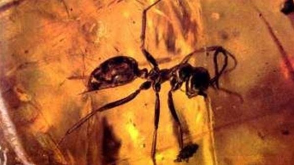 اكتشاف نملة عمرها 99 مليون عام