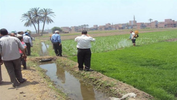 «الحلاج،»: حصر كافة المساحات الزراعية المخالفة بالبحيرة