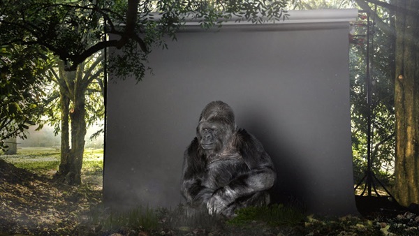 «كوكو».. أول غوريلا تخاطب البشر