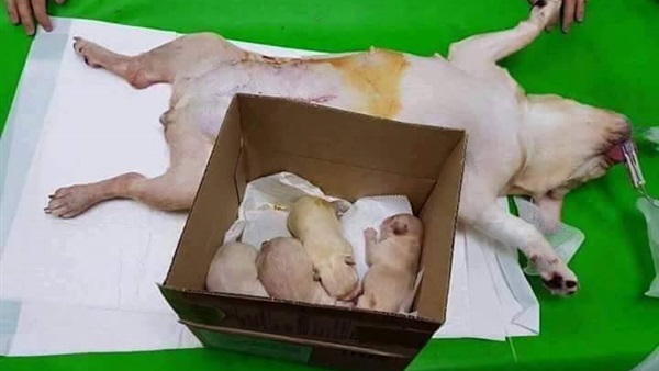 13 صورة ترصد مراحل ولادة كلبة قيصريا 