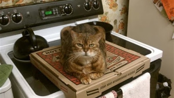 10 حيوانات قاموا بتصرفات غاية في الغباء والسخافة