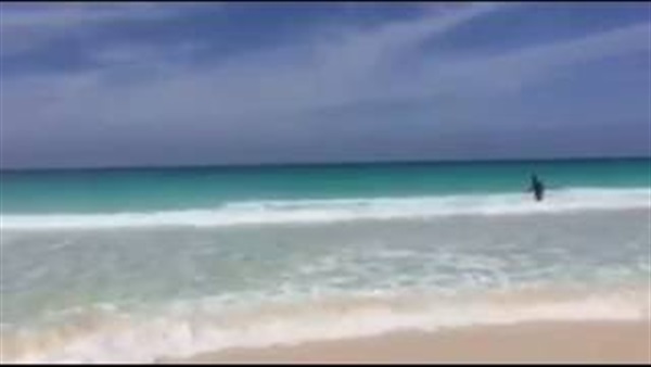بالفيديو.. سياح يتسببون في قتل حوت لالتقاط صورة معه