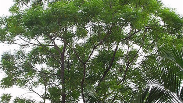 89.5 متر هو الرقم القياسى لارتفاع شجرة بجزيرة «بورنيو» الماليزية