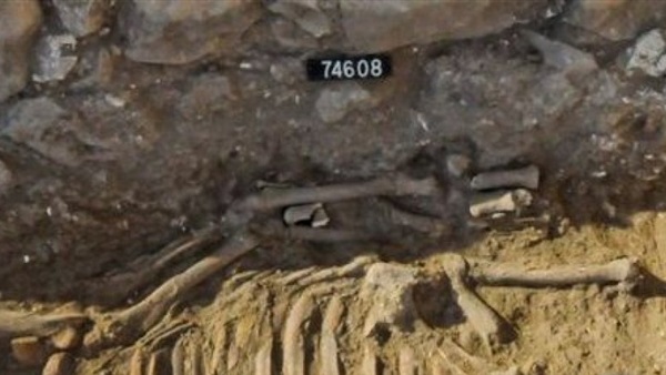 صحيفة عبرية: «مصر صدرت الحمير لإسرائيل أيام الفراعنة»