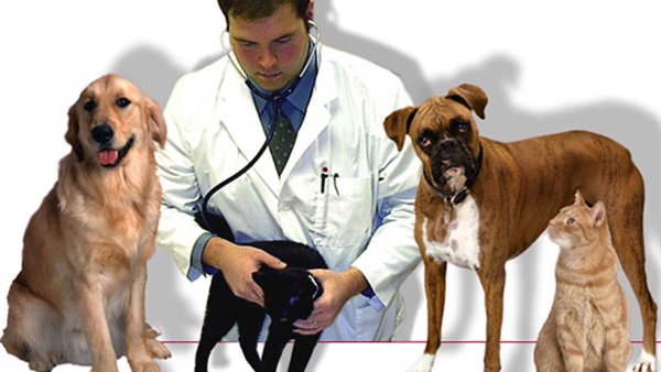 التدخين السلبي يؤثر بشدة على الحيوانات الاليفة