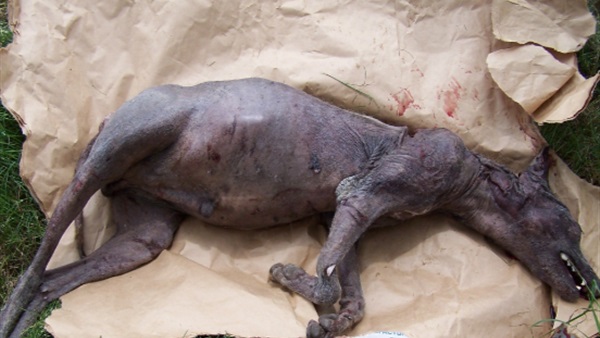 مزارع يعثر على حيوان «مصاص دماء» 