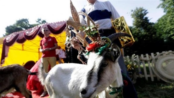 بالصورة.. تعرف على الفائزة بلقب ملكة جمال الماعز