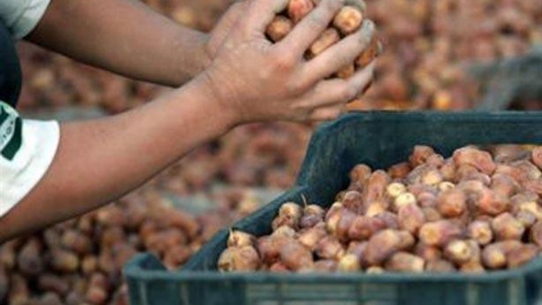 السودان الثامن عالميا في انتاج التمور وصادراتها لا تتجاوز 5%