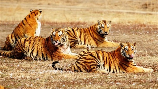 النمور أول الحيوانات المتوحشة الثديية التي ستختفي من على الكرة الأرضية