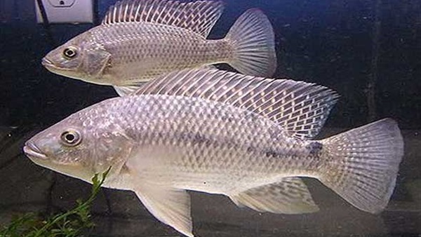 الكولاجين المستخلص من جلد أسماك البلطي لسرعة إلتئام الجروح