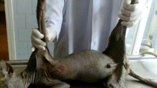 رجل يعثر على مخلوق غريب مصاص للدماء