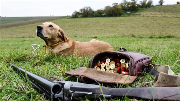 كلب أمريكى يطلق النار على صاحبته