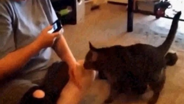 قط يحتجز زوجين داخل منزلهما