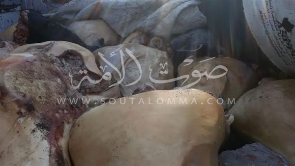 بالصور.. ضبط رؤوس ماشية غير صالحة للاستهلاك الآدمى بالفيوم 