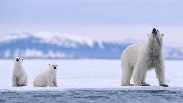 الاحتباس الحراري يهدد الدب القطبي