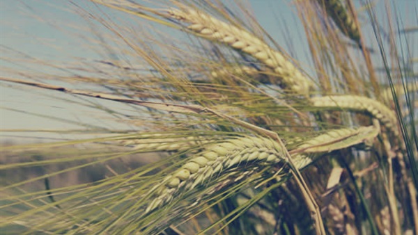 حبوب الشعير ساعدت الإنسان بالإقامة على"التبت" منذ أكثر من 3600 عام