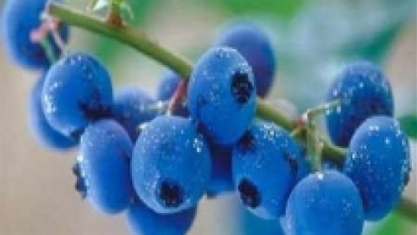 التوت البرى الأزرق لا يحسن الرؤية الليلية