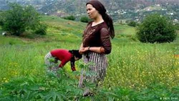 سويدية تسعينية تزرع الحشيش في منزلها