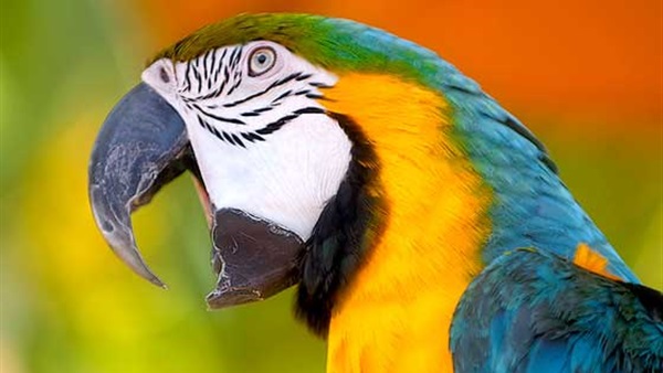 البغبغاء قادر على تقليد الأًدوات والحركات والجديد على تصنيع وأستعمال الأدوات