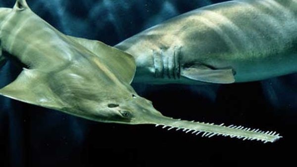 باحثون: التوالد العذري بين الحيوانات الفقرية ينقذها من الانقراض