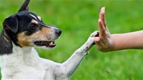 دراسة.. تربية الحيوانات الأليفة تقلل من خطر الوفاة بالسكتة الدماغية