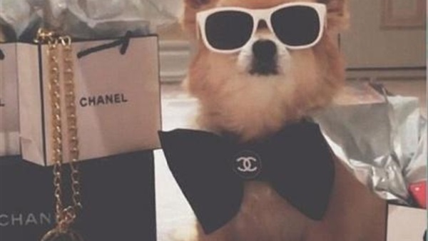 48 مليون دولار تكلفة الاستراحة التى يخصصها مطار نيويورك للحيوانات