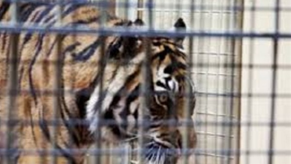 نمر يغدر بحارسته ويهجم عليها داخل  القفص