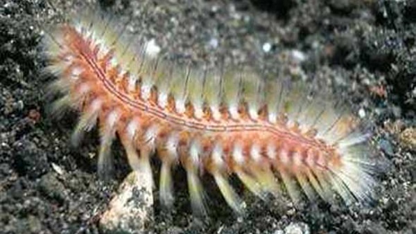 اكتشاف "دودة بحرية" ترجع إلى نصف مليار سنة بالصين