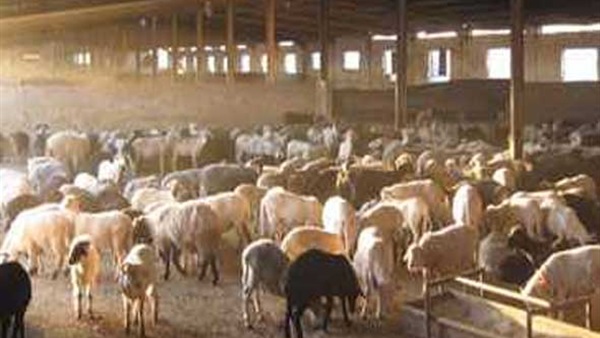السائحون يستمتعون برعي الغنم بـ"تلال سوريا" في إسبانيا