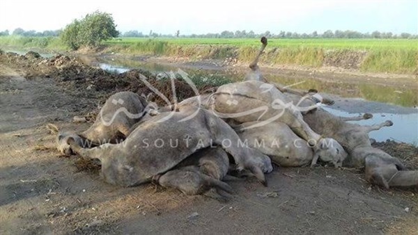 بالصور.. ضبط عاطلين متلبسين بذبح 23 حمارًا بطنطا