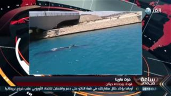 بالفيديو.. البيئة: «حيتان مارينا متخوفش لأنها من غير أسنان»