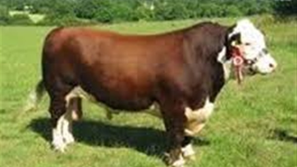 أول مصنع لإنتاج البقر المستنسخ في الصين