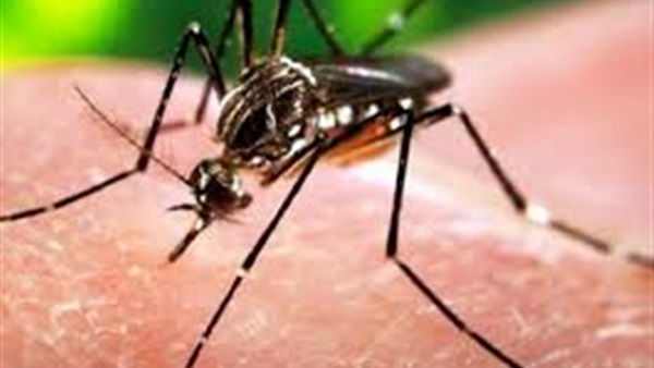 باحثون يربطون بين تزايد الأطفال المولودين برؤوس صغيرة بالبرازيل وفيروس زيكا