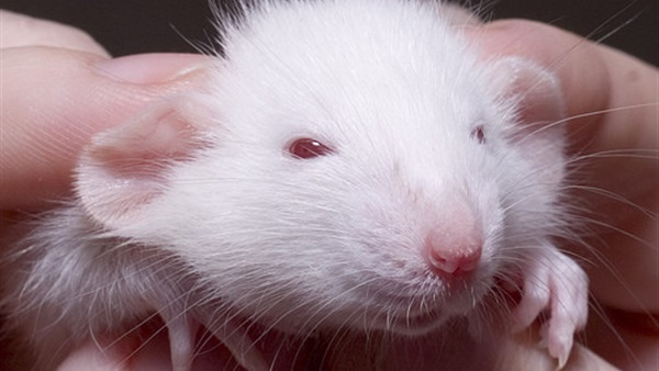 بالصور.. القضاء يحكم على شاب اقتلع رأس فأر حي بأسنانه