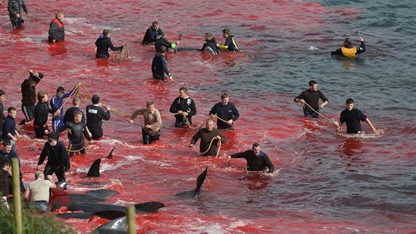 حملة قوية لنشطاء حقوق الحيوان ضد مذبحة الحيتان بالدنمارك