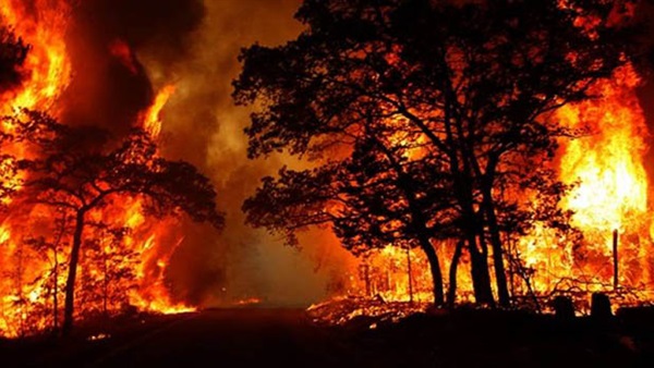 حرائق الغابات بالجزائر تتلف أكثر من ألفي هكتار منذ بداية يونيو