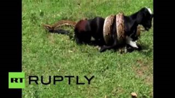 بالفيديو .. ثعبان عملاق يحاول ابتلاع عنزة