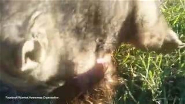 بالفيديو.. حيوان «الومبت» يعانق سيدة ويغرقها بالقبلات