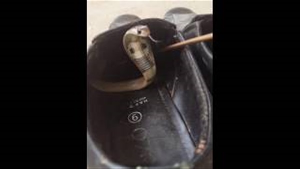 بالفيديو.. هندي يعثر على ثعبان كوبرا داخل حذائه