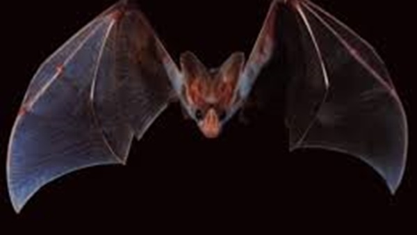 الخفافيش وأنواعها 