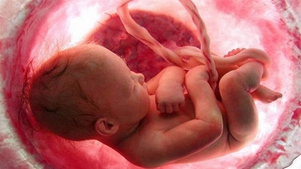 رقم قياسي للأجنة البشرية التي يتم زراعتها معمليا حتى 13 يوميا