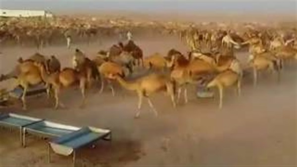 بالفيديو.. شاهد لحظة سقي الجمال في الصحراء بالسعودية