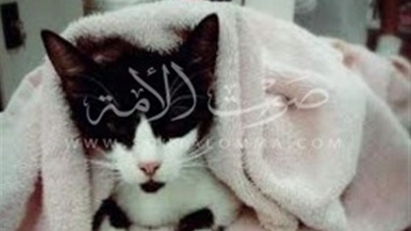 بالصور.. طبيب ينجح فى إجراء عملية ولادة قيصرية لـ«قطة» بالزقازيق 