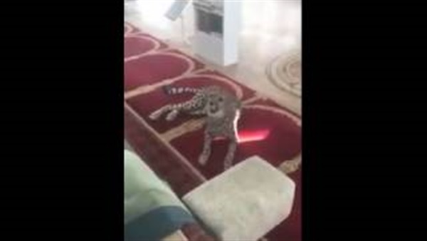 بالفيديو..نمر يفاجئ المصلين في مسجد بالسعودية